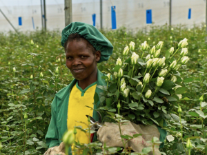 Africké fairtradové růže mají nižší dopady na životní prostředí než ty z evropských skleníků