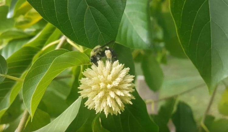 Opioidní kratom zůstane dětem dostupný