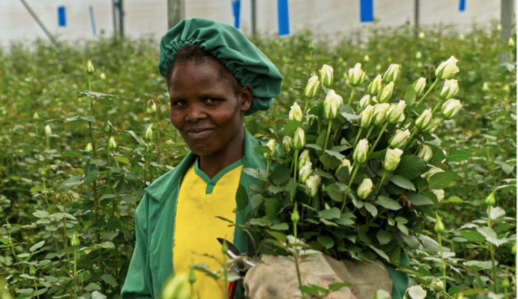 Africké fairtradové růže mají nižší dopady na životní prostředí než ty z evropských skleníků