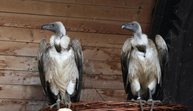 Liberecká zoo získala ohrožené supy africké. Chová je jako jediná u nás