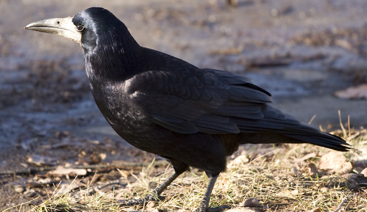 Ornitologové spustili petici proti stavbě brněnské lanovky. Měla by podle nich devastující vliv na ptáky