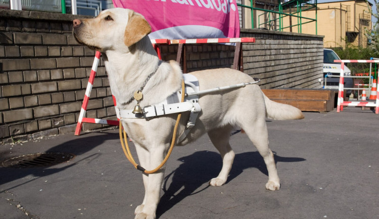 Nevidomému muži se ztratil vodicí pes. Strážníci mu parťáka našli za dvě minuty