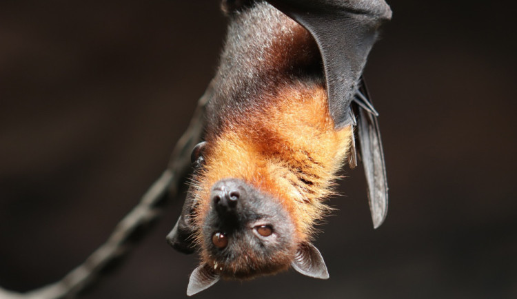 Brněnští vědci chtějí chránit ptáky a netopýry před smrtí na silnicích. Pomoci by měly ochranné stěny