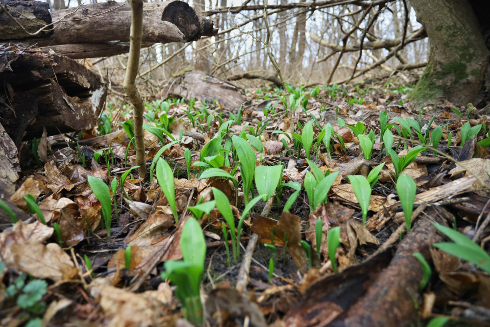 Na jihu Moravy už raší první lístky medvědího česneku. Může za to rekordně teplý únor