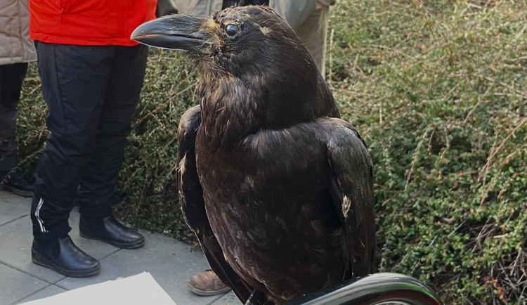 Brňané pozorovali přelety ptactva nad metropolí. Zimní nocoviště opeřenců ohrožuje plánovaná lanovka