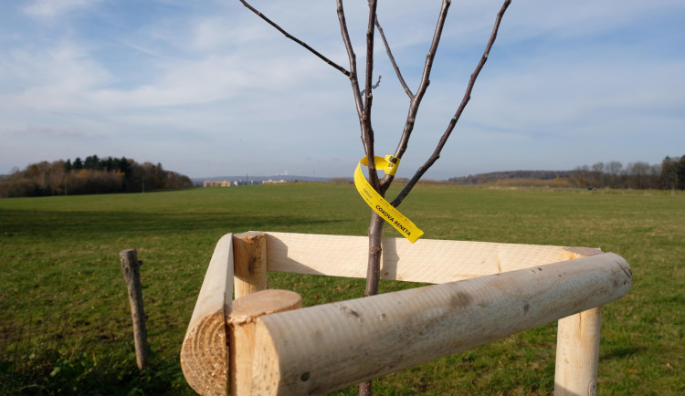 Ve Frýdlantu vysadí novou alej, využijí na to dotace z fondu Turów