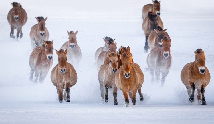 Živě: Zoo Praha k návratu koní Převalského do Kazachstánu