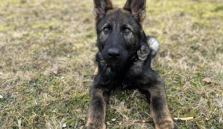Policejní kynologové mají novou posilu. Butch už se připravuje na službu