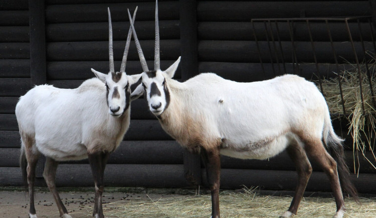 Unikátní zvířecí chov z Hodonína poputuje do slunné Itálie. O přímorožce arabské požádala místní zoo