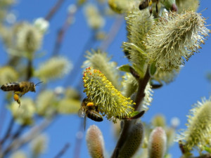 Pylová sezóna začíná: Jak efektivně omezit alergické reakce?