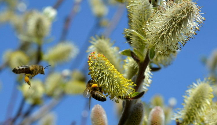 Pylová sezóna začíná: Jak efektivně omezit alergické reakce?