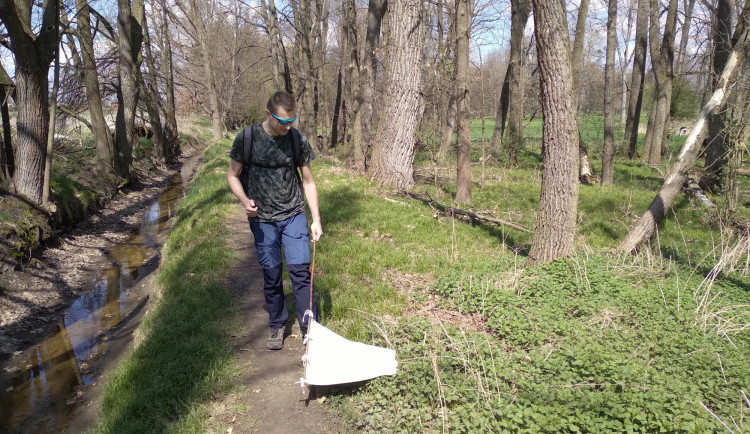 size3-17109195184762-2-klistata-v-mestskych-parcich-jsou-infikovana-vic-nez-ta-v-prirode-zjistili-vedci