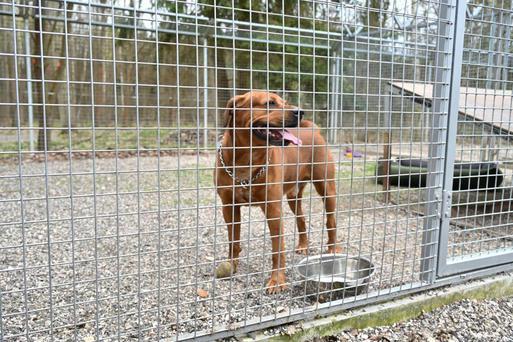 Královéhradecký útulek pro zvířata by se měl stát i centrem lesnípedagogiky