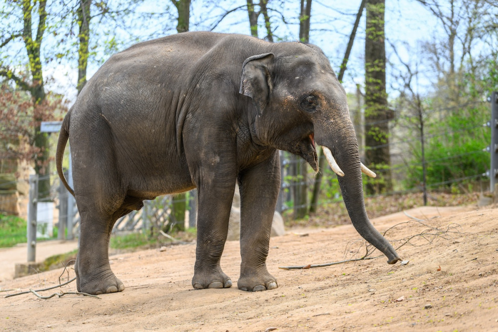 Rudi je ten klidnější.