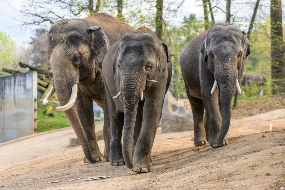 Rudiho otec Ankhor (vlevo), Max (uprostřed) a Rudi (vpravo).