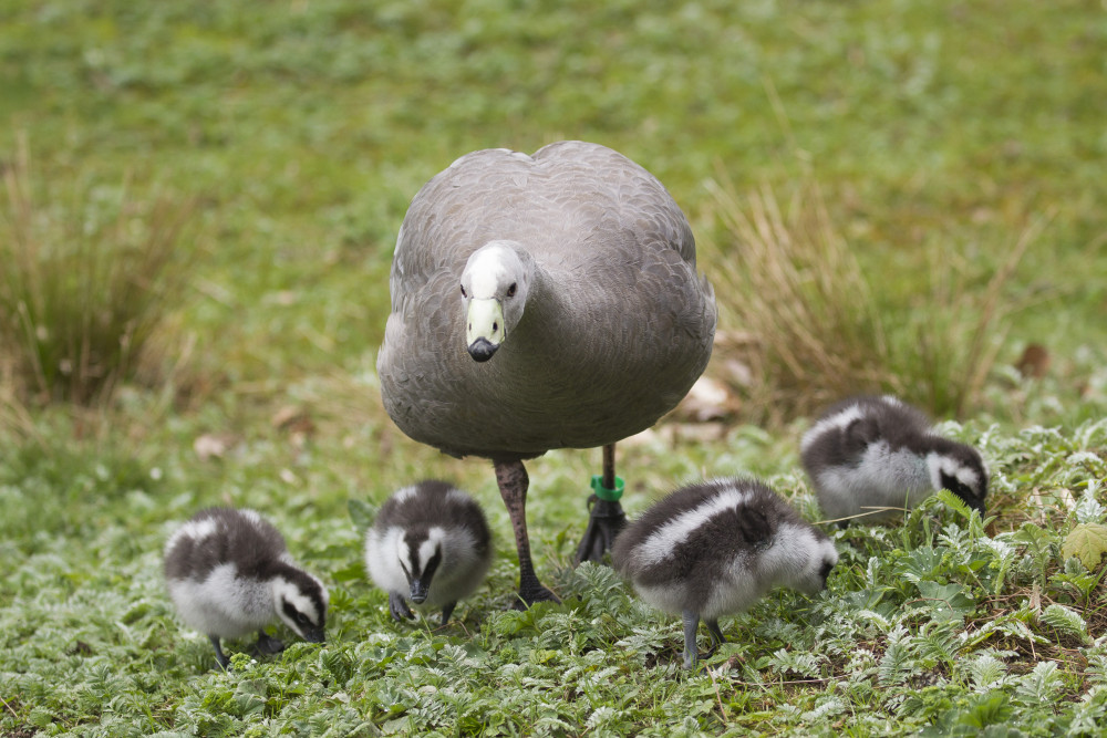 Ilustrační foto. Foto: poskytla Zoo Jihlava