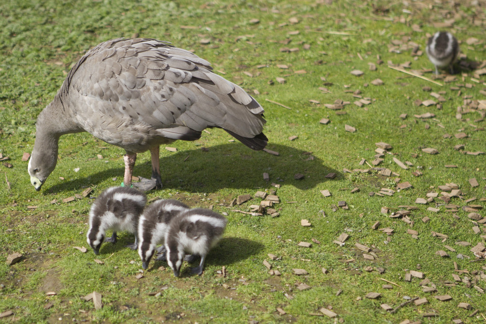 Jihlavská zoologická zahrada se chlubí novými mláďaty, jsou to dvoje čtyřčata z Austrálie