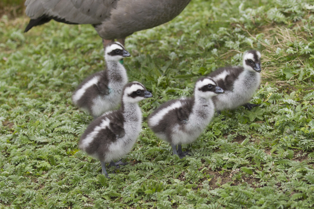 Jihlavská zoologická zahrada se chlubí novými mláďaty, jsou to dvoje čtyřčata z Austrálie