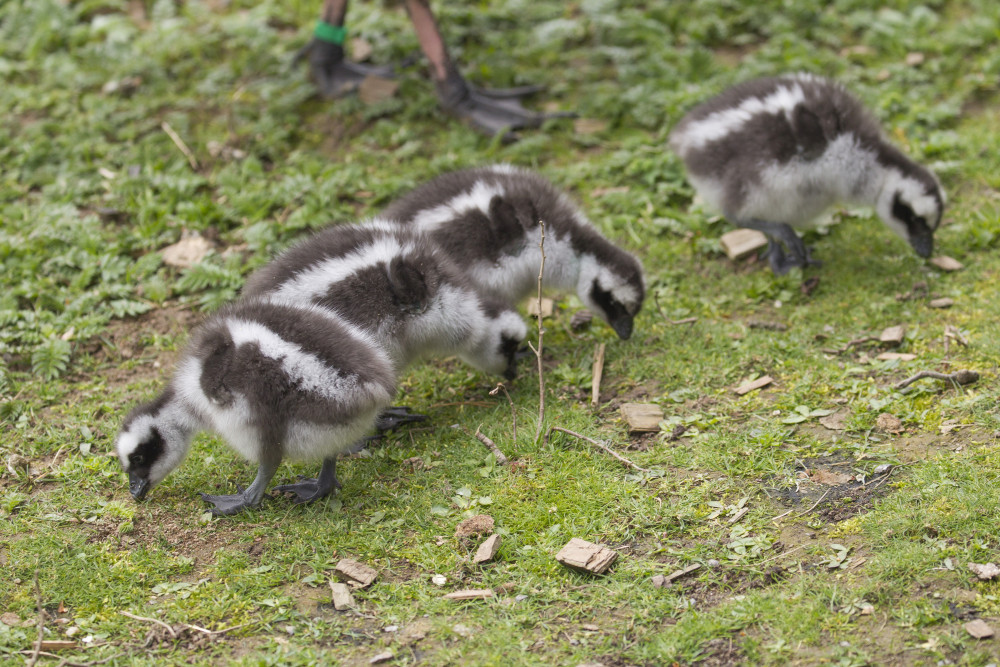 Jihlavská zoologická zahrada se chlubí novými mláďaty, jsou to dvoje čtyřčata z Austrálie