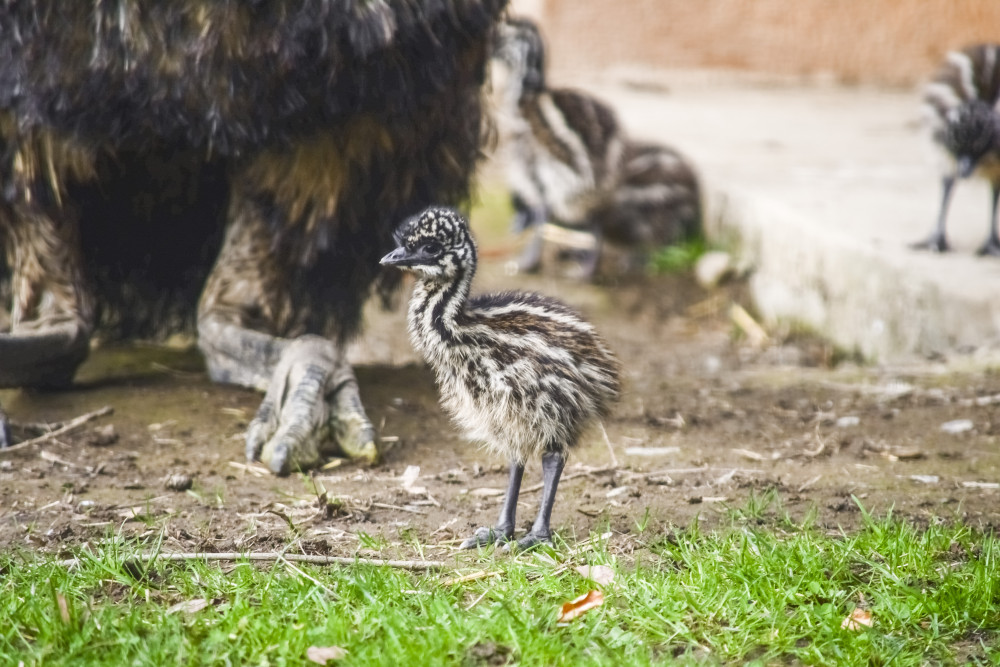 Jihlavská zoologická zahrada se chlubí novými mláďaty, jsou to dvoje čtyřčata z Austrálie