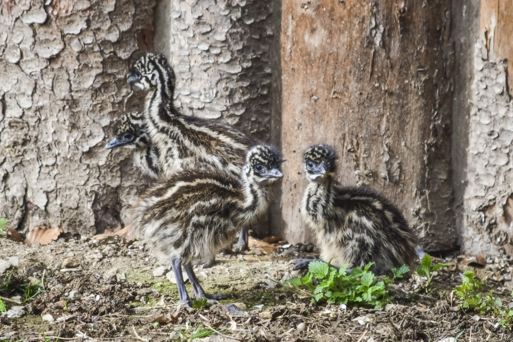 Jihlavská zoologická zahrada se chlubí novými mláďaty, jsou to dvoje čtyřčata z Austrálie
