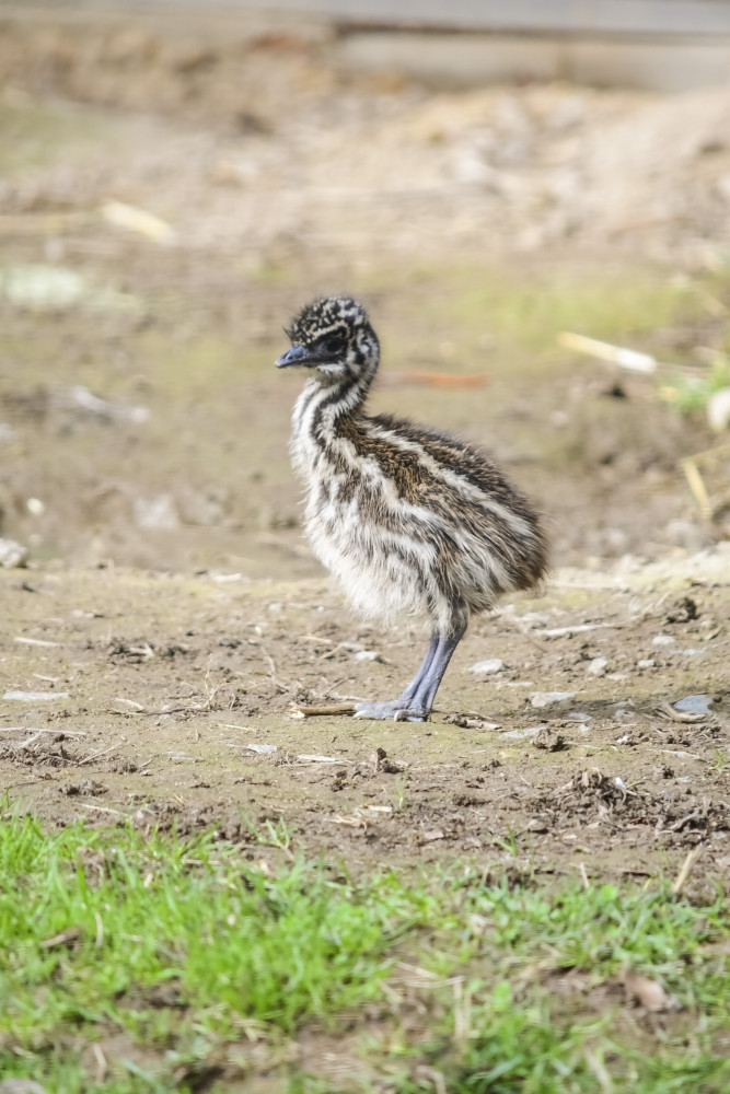 Jihlavská zoologická zahrada se chlubí novými mláďaty, jsou to dvoje čtyřčata z Austrálie