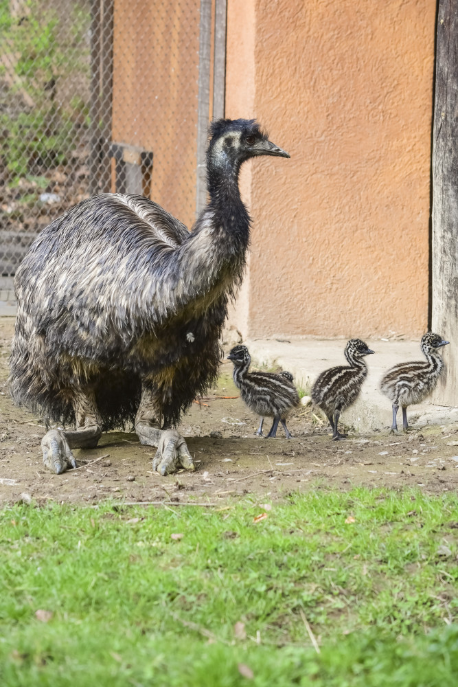 Jihlavská zoologická zahrada se chlubí novými mláďaty, jsou to dvoje čtyřčata z Austrálie