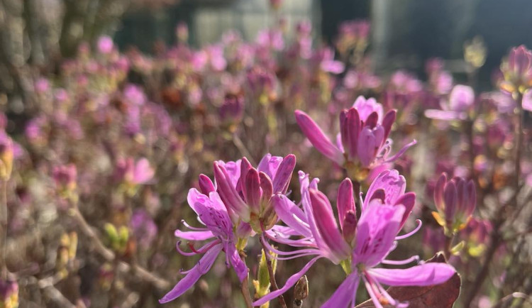 Jaro přišlo brzy, v botanické už kvetou rododendrony