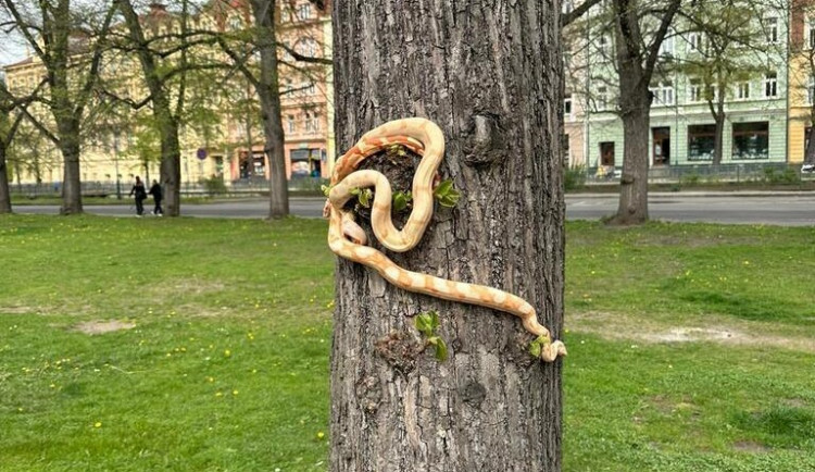 S mazlíčky do parku. Muž u Alžbětiných lázní venčil dva hady