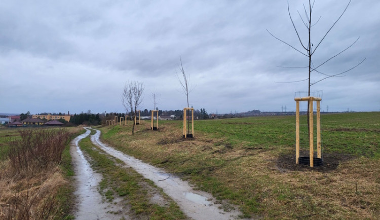 V Mělníku proběhla výsadba 1 000 dřevin proti špatnému ovzduší