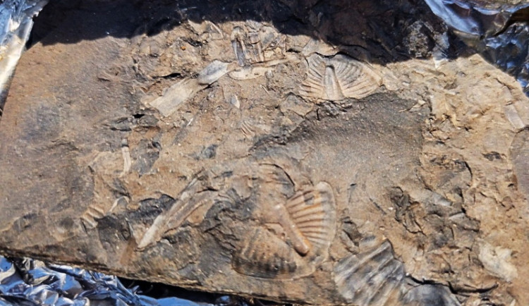 Dobrovolníci v Brně našli doposud nejstarší „odpad“