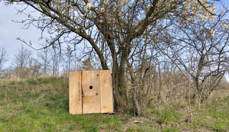 Na Znojemsku přibylo šest speciálních ptačích budek pro dudky. Stavěly je děti ze zoo kroužků
