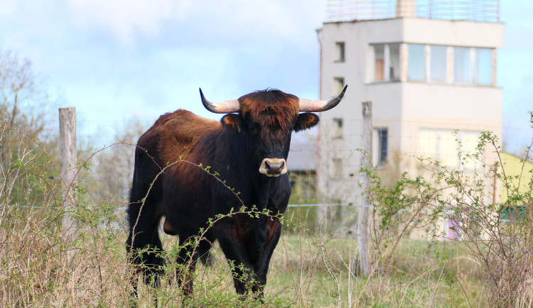 V jihomoravském Podyjí se spolu s koňmi začala pást dvojice praturů. Jména býčkům vybrali místní školáci