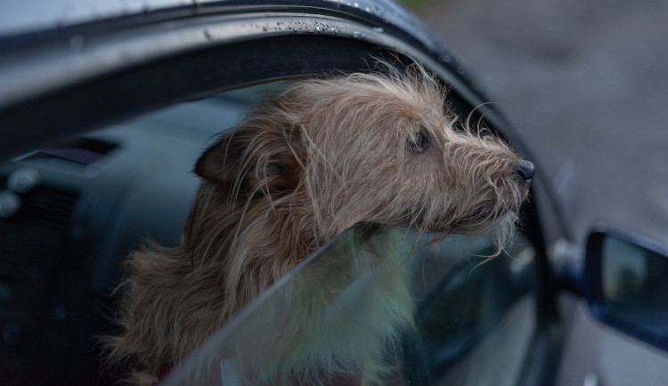 Překvapené řidičce v Brně skočil do auta cizí pes. Usadil se na místě spolujezdce a čekal