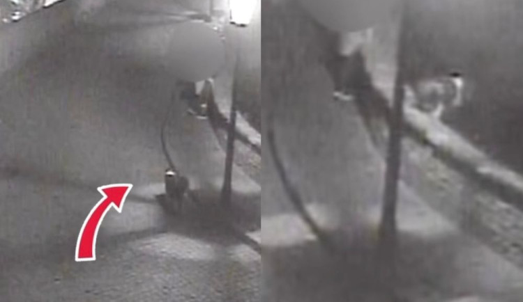 VIDEO: Pes přeskočil zídku na Špilberku a před zraky majitelů se zřítil z výšky na zem