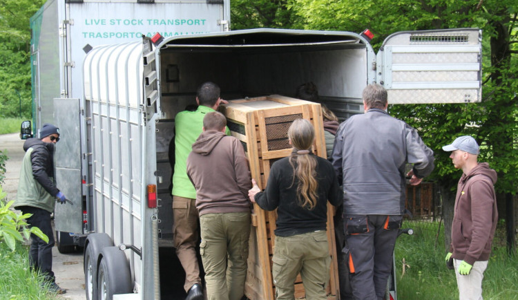 Vzácní přímorožci z Hodonína už jsou v Itálii. Převoz proběhl bez větších komplikací