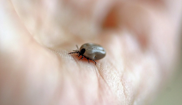 Jihočeští hygienici evidují více případů nemocí přenášených klíšťaty než loni