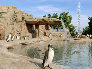 Město hledá zhotovitele expozice tučňáků