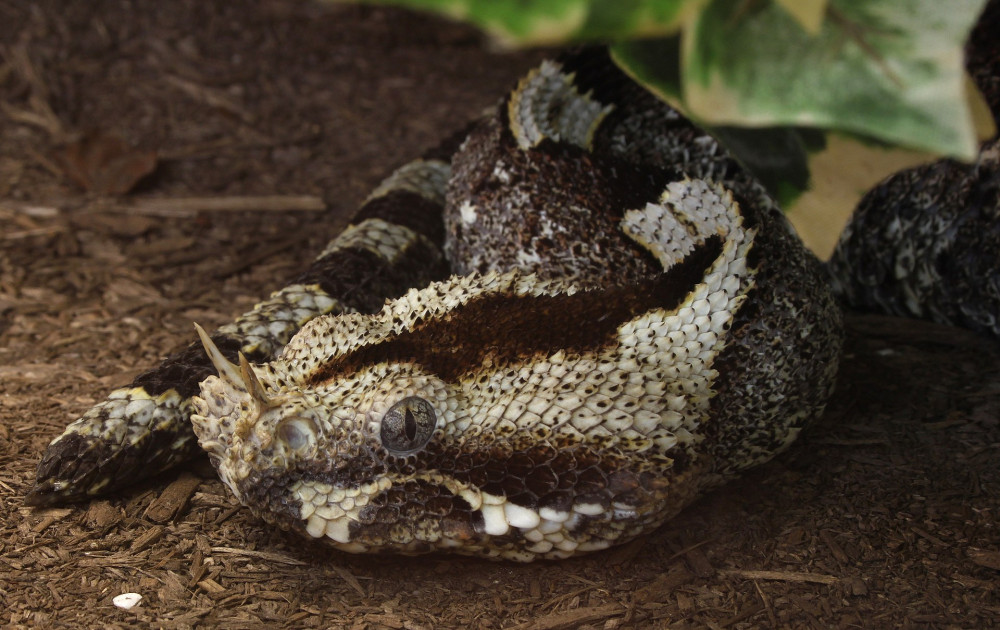 Chovatele uštkla exotická zmije, její jed rozkládá tkáně a způsobuje masivní krvácení