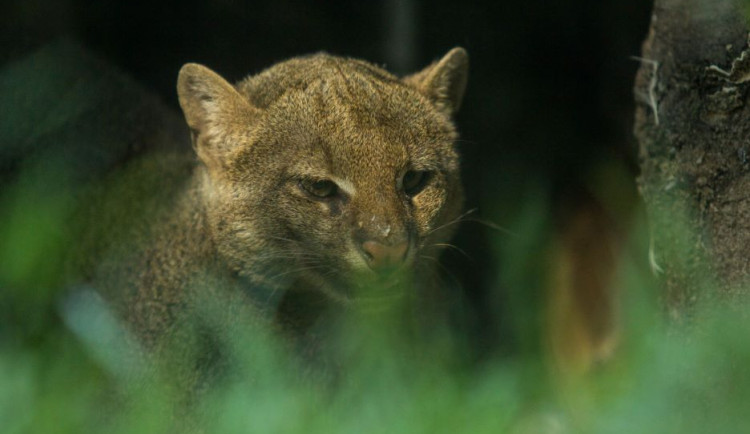 Ostravská zoo má novou samici jaguarundi. Chovatelé doufají, že se po dvaceti letech dočkají mláďat
