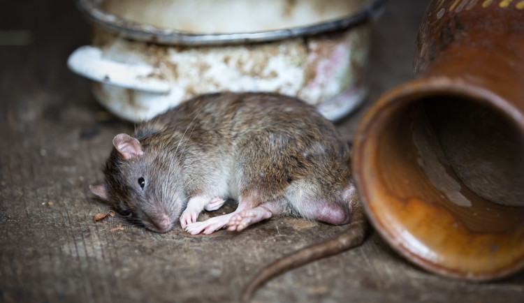 Psí exkrementy a mrtvý potkan na kapotě auta byly příčinou sousedského sporu, který ukončili strážníci