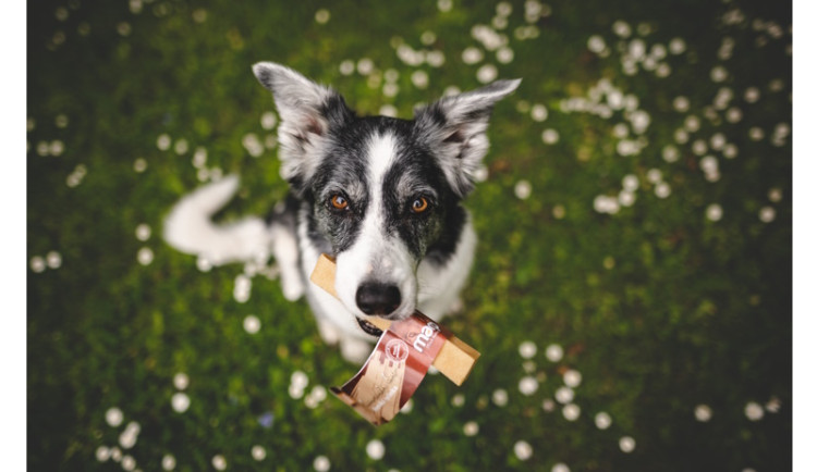 Psí den s krmivem MARP