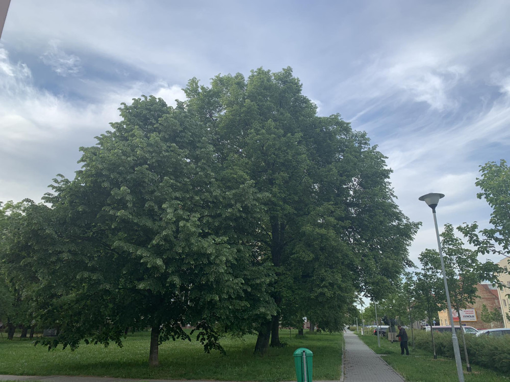 Nechceme garážový dům místo zeleně, zuří lidé z prostějovského sídliště. Petice už má stovky podpisů