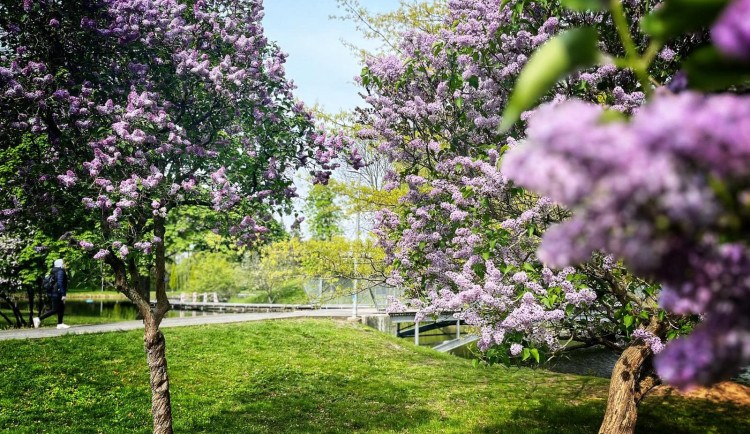 Mrazy poškodily stromy v Hradci Králové. Situace se různí podle lokalit