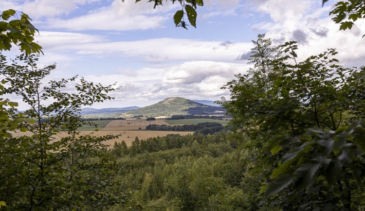 Firmy chtějí získat certifikaci FSC, záleží jim na odpovědném lesním hospodaření