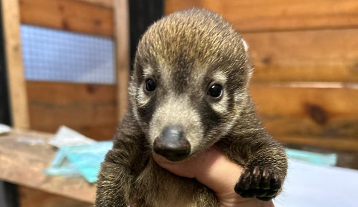 Novinky u nosálů. Narodila se čtyřčata, matka je pečlivě střeží