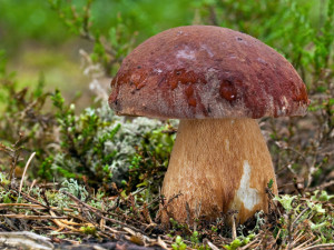 Mykologové: V Česku začíná houbařská sezona, lze najít i houby ze Středomoří