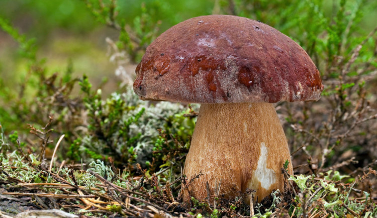 size4-1536884775209-2-boletus-pinophiluis-vp-18-22