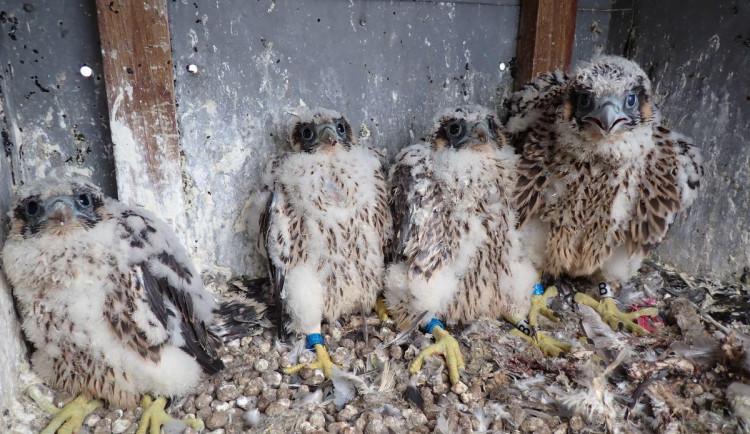Sokolí pár vyseděl na obřím komíně v Dukovanech čtyři zdravá mláďata. Jmenují se podle zlatých hokejistů