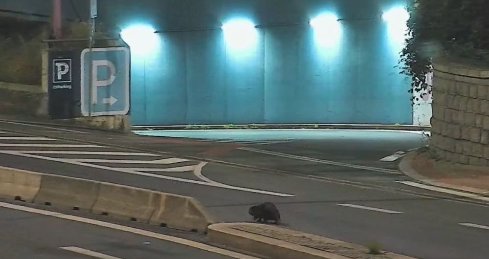 VIDEO: Tady normálně běhá bobr, líčil šokovaný muž. Zavalitý hlodavec si vykračoval kousek od hlavního nádraží